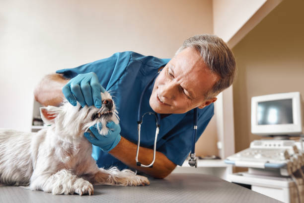 Best Same-Day Emergency Dental Services in Cupertino, CA